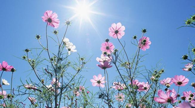蚂蚁新村11月9日：理塘县因格桑花海，被称为"天空之城”，“格桑"意为