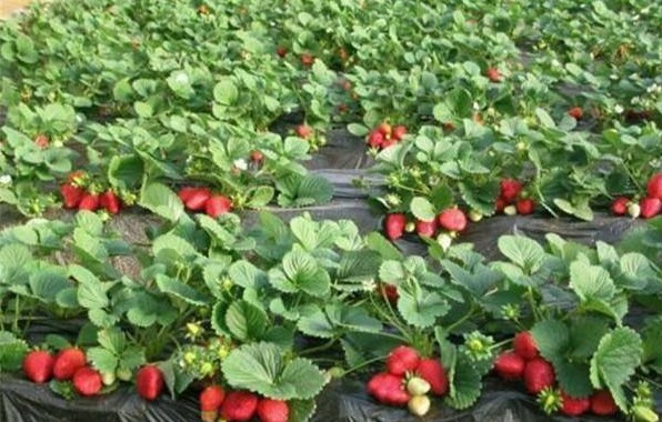 蚂蚁新村1月6日种草莓要补钙吗