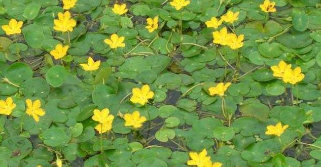 蚂蚁新村12月17日：参差荇菜左右流之荇菜一般生在哪