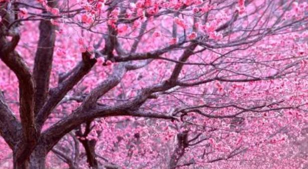 蚂蚁新村12月24日：桃花的花期通常在？