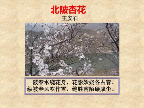 王安石“纵被春风吹作雪，绝胜南陌碾成尘”，咏的是下列哪一种花