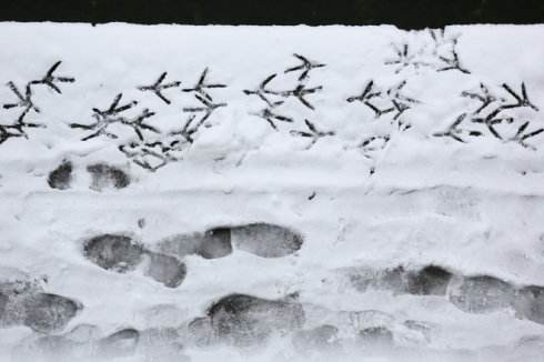 “雪泥鸿爪”是形容