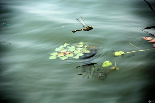 人们通常会借助于哪种昆虫，对湿地水质进行监测