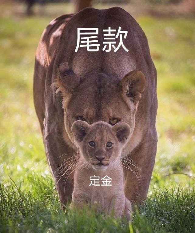 微信付尾款表情包分享