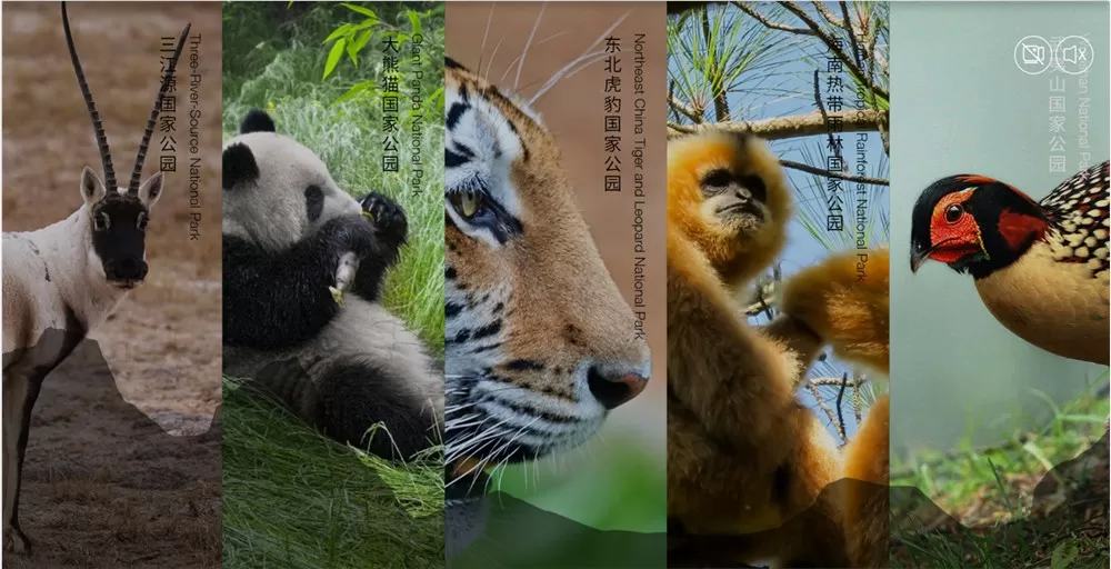 奋斗熊猫:QQ浏览器的新搭子与环保导游