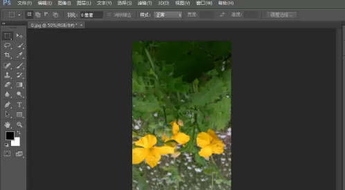 photoshop cs6怎么翻转照片素材?photoshop cs6翻转照片素材的方法