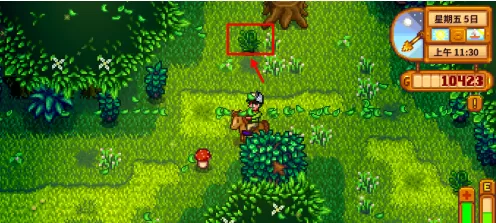 星露谷物语怎样获得蕨菜?星露谷物语获得蕨菜的详细攻略