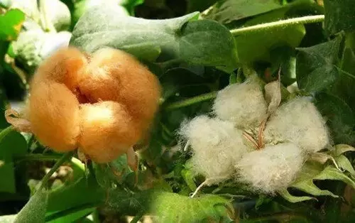 小鸡宝宝考考你:大自然中的棉花都是白色的吗?支付宝蚂蚁庄园9月19日答案