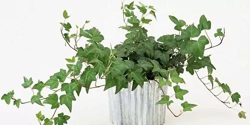 朋友要搬家,送哪种绿植更适合?支付宝蚂蚁庄园8月31日答案