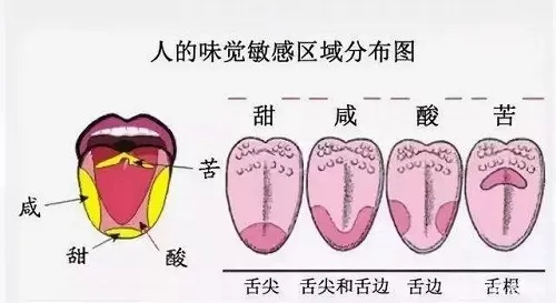 人的舌尖对哪种味道更敏感?支付宝蚂蚁庄园8月22日答案