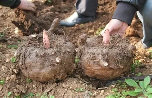 如果在野外挖到魔芋块茎可以生吃吗?支付宝蚂蚁庄园8月11日答案