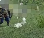 怪物猎人崛起环境生物大全 怪物猎人崛起环境生物有哪些?