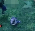 怪物猎人崛起环境生物大全 怪物猎人崛起环境生物有哪些?