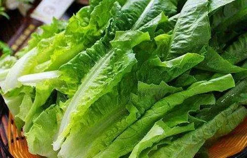 猜一猜:油麦菜和以下哪种蔬菜是“亲戚”?支付宝蚂蚁庄园5月24日答案