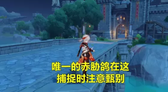 原神赤胁鸽在哪里?原神赤胁鸽捕捉攻略