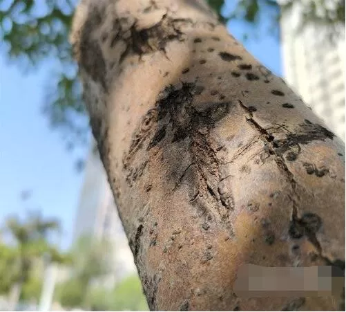 真我gtneo2摄像头参数是什么?真我gtneo2摄像头参数介绍