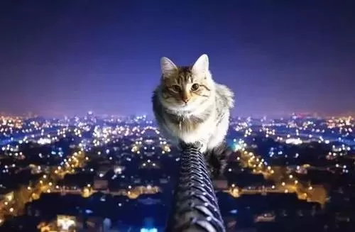 有俗话说“猫有九条命”,这是真的吗?支付宝蚂蚁庄园7月22日答案