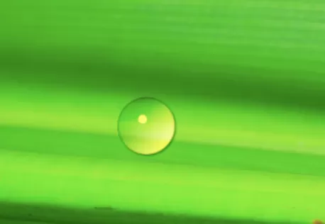 PS做出叶上水珠的详细步骤