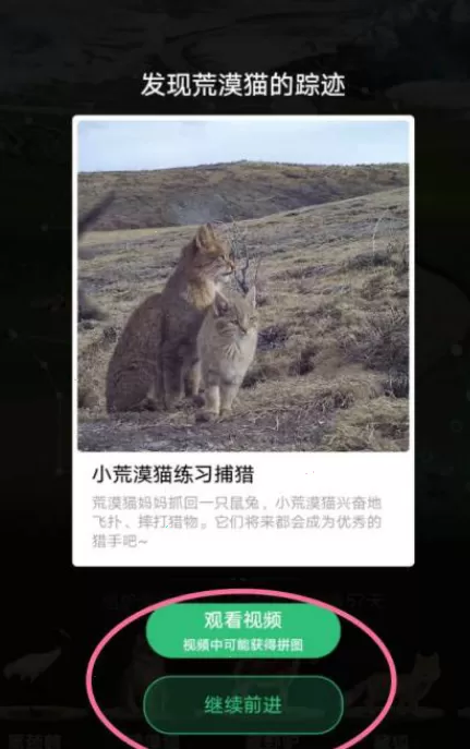 支付宝蚂蚁森林如何开启巡护?支付宝蚂蚁森林巡护开启教程