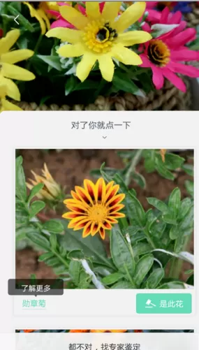 形色APP识别花名的操作流程