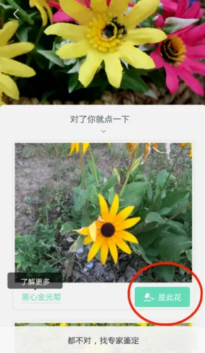 形色APP识别花名的操作流程
