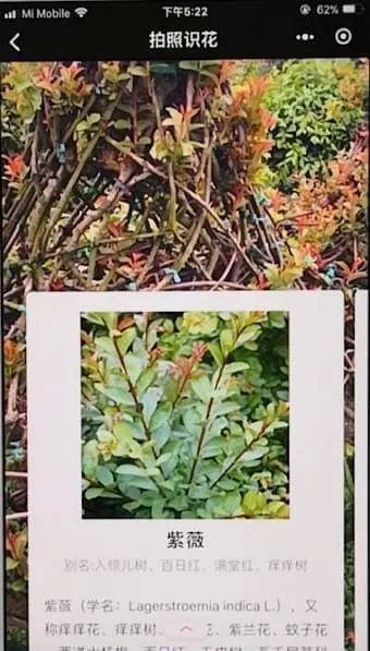 微信app识别花朵的具体操作步骤