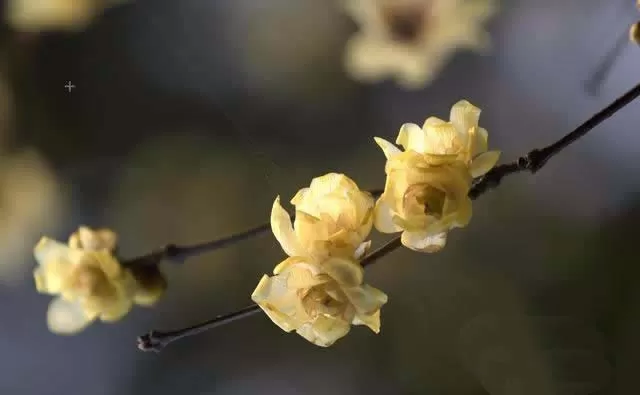 使用ps精修花朵图片的操作步骤