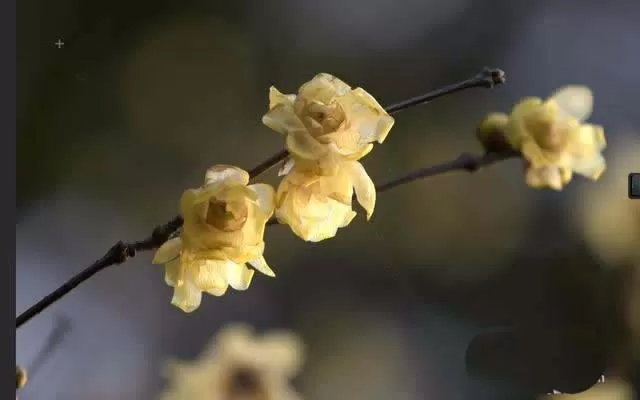使用ps精修花朵图片的操作步骤