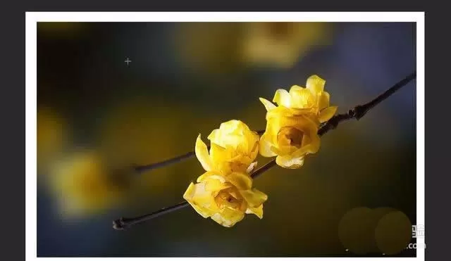 使用ps精修花朵图片的操作步骤