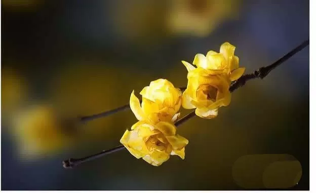 使用ps精修花朵图片的操作步骤