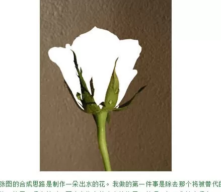 利用photoshop制作出水玫瑰的详细步骤