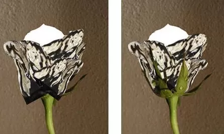 利用photoshop制作出水玫瑰的详细步骤