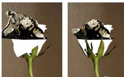 利用photoshop制作出水玫瑰的详细步骤