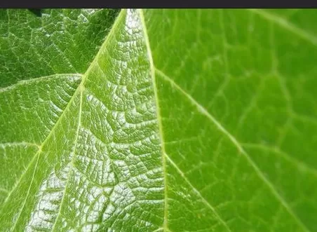 使用photoshop制作出水珠效果的操作步骤