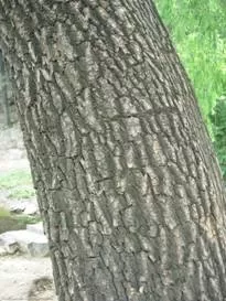 Painter自定义花纹的方法介绍