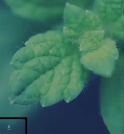 如何在zaker中保存封面?在zaker中保存封面的方法