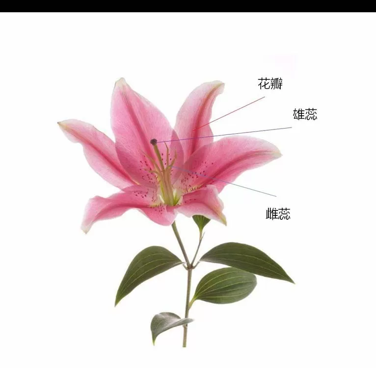 PPT如何利用触发器实现简单交互动画?