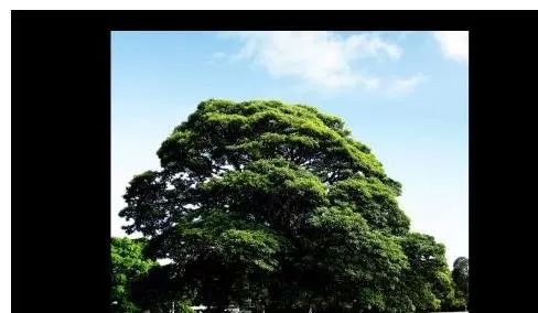 ppt2007幻灯片背景音乐如何无限循环播放?