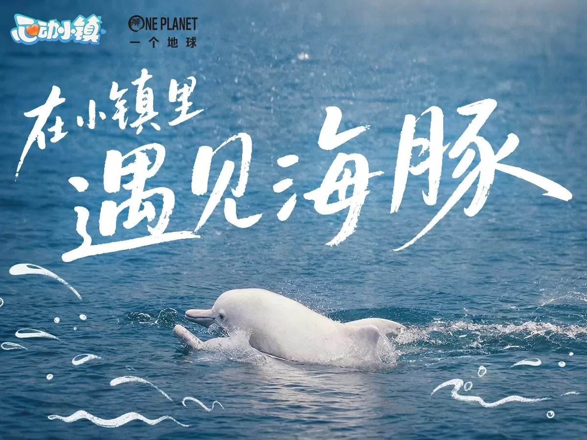 《心动小镇》寻鲸季现已启航,两周年携手守护中华白海豚
